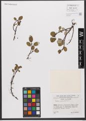 Foto von Salix reticulata L.